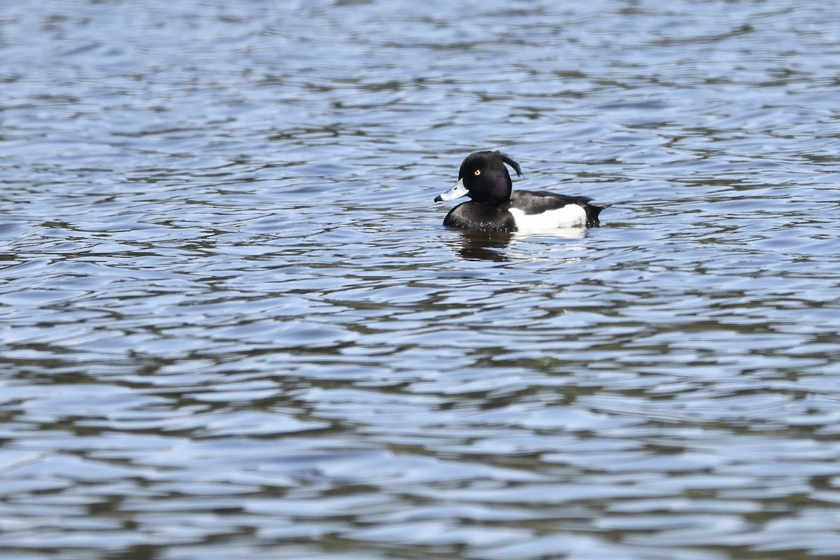 Tufted Duck - ML634479631