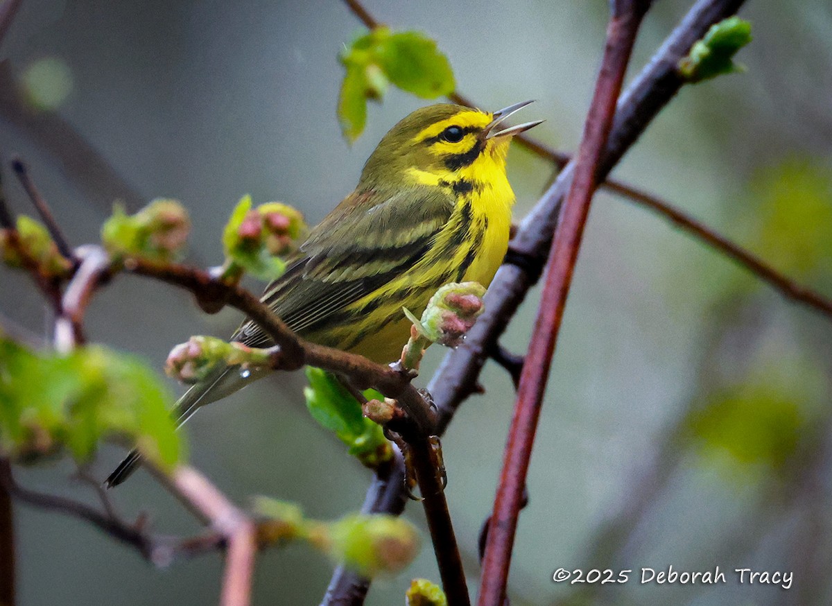 Prairie Warbler - ML634479759