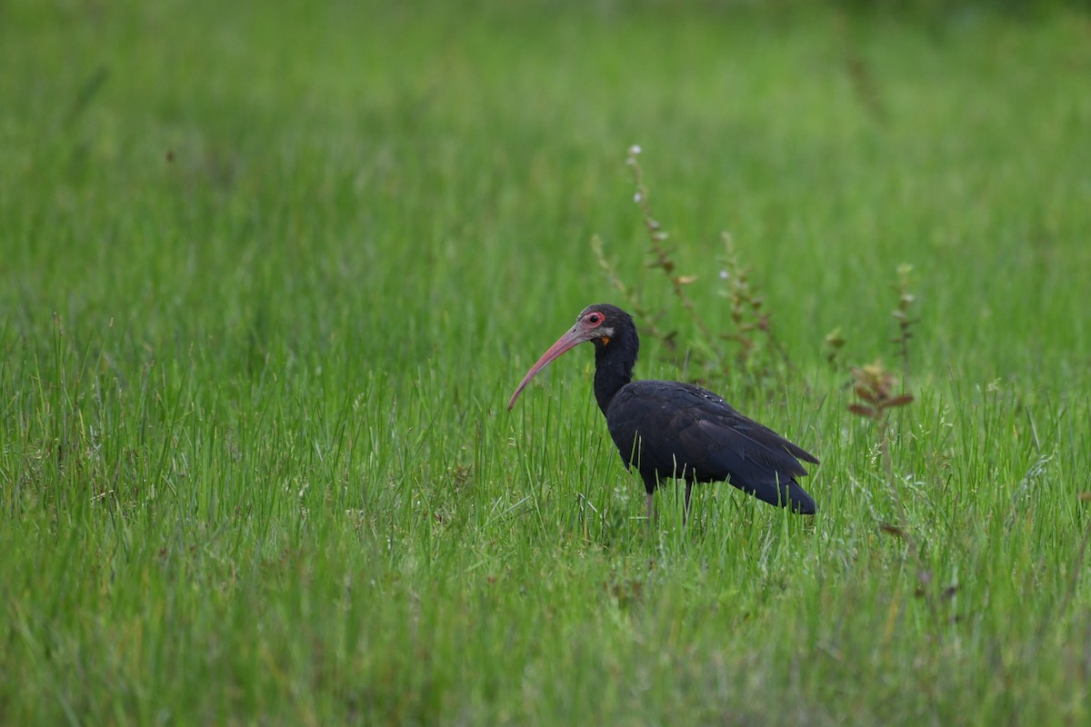 Sharp-tailed Ibis - ML634479767