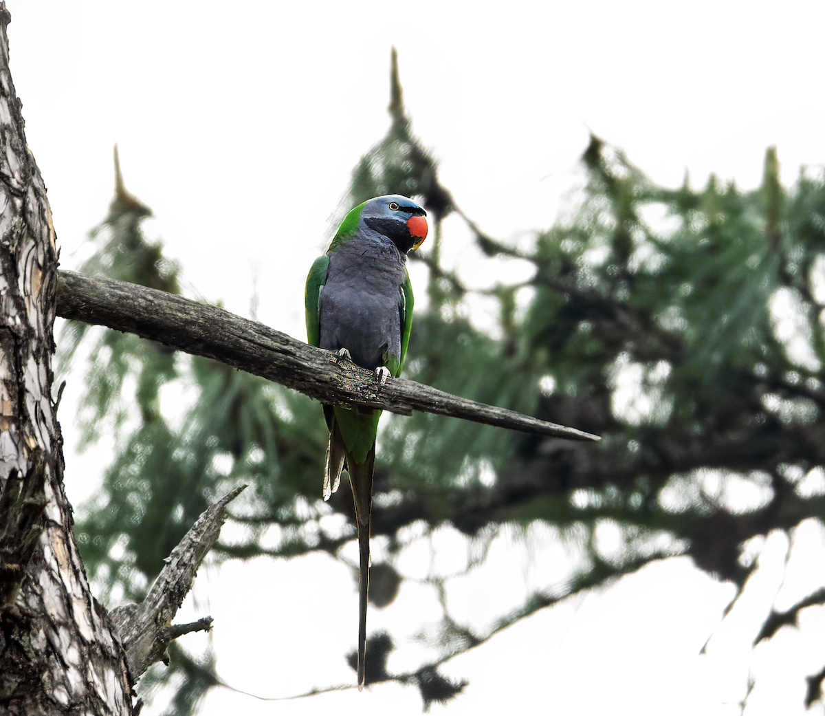 Derbyan Parakeet - ML634480089