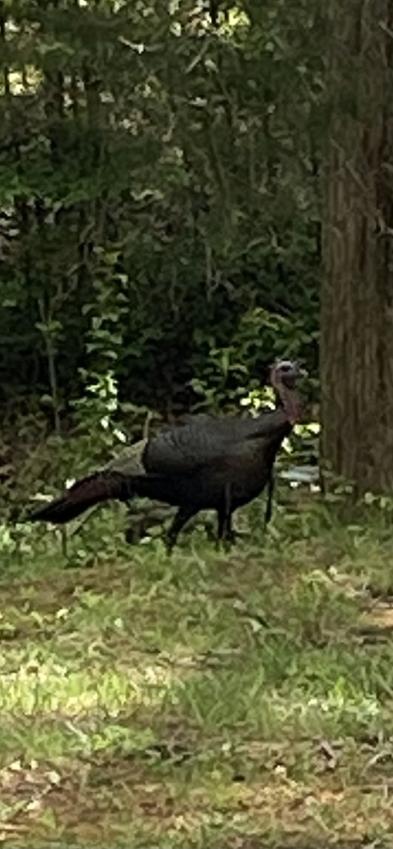 Wild Turkey - ML634480183