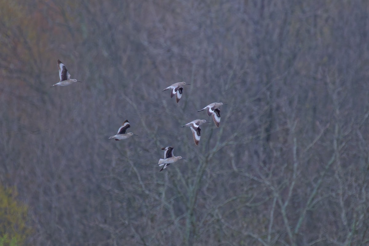 Willet - ML634480194