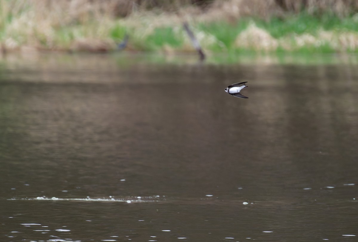 Bank Swallow - ML634480197