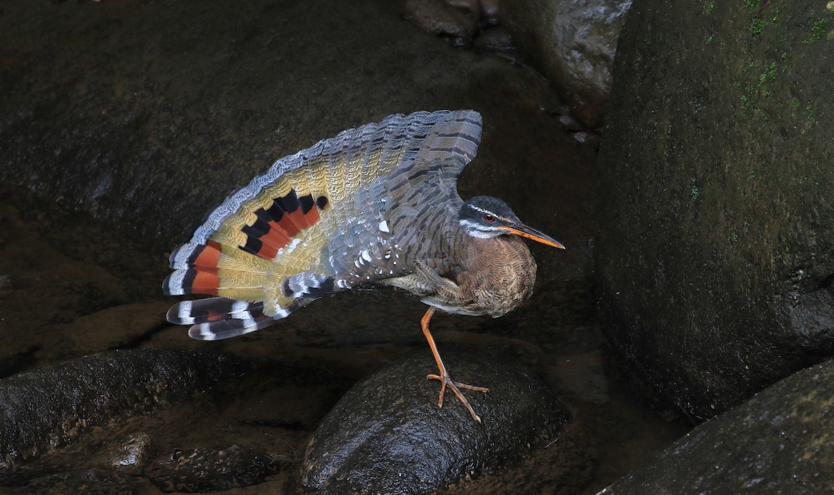 Sunbittern - ML634480260