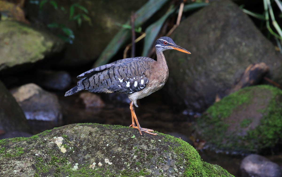 Sunbittern - ML634480271