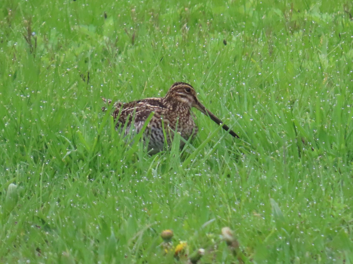 Wilson's Snipe - ML634480281