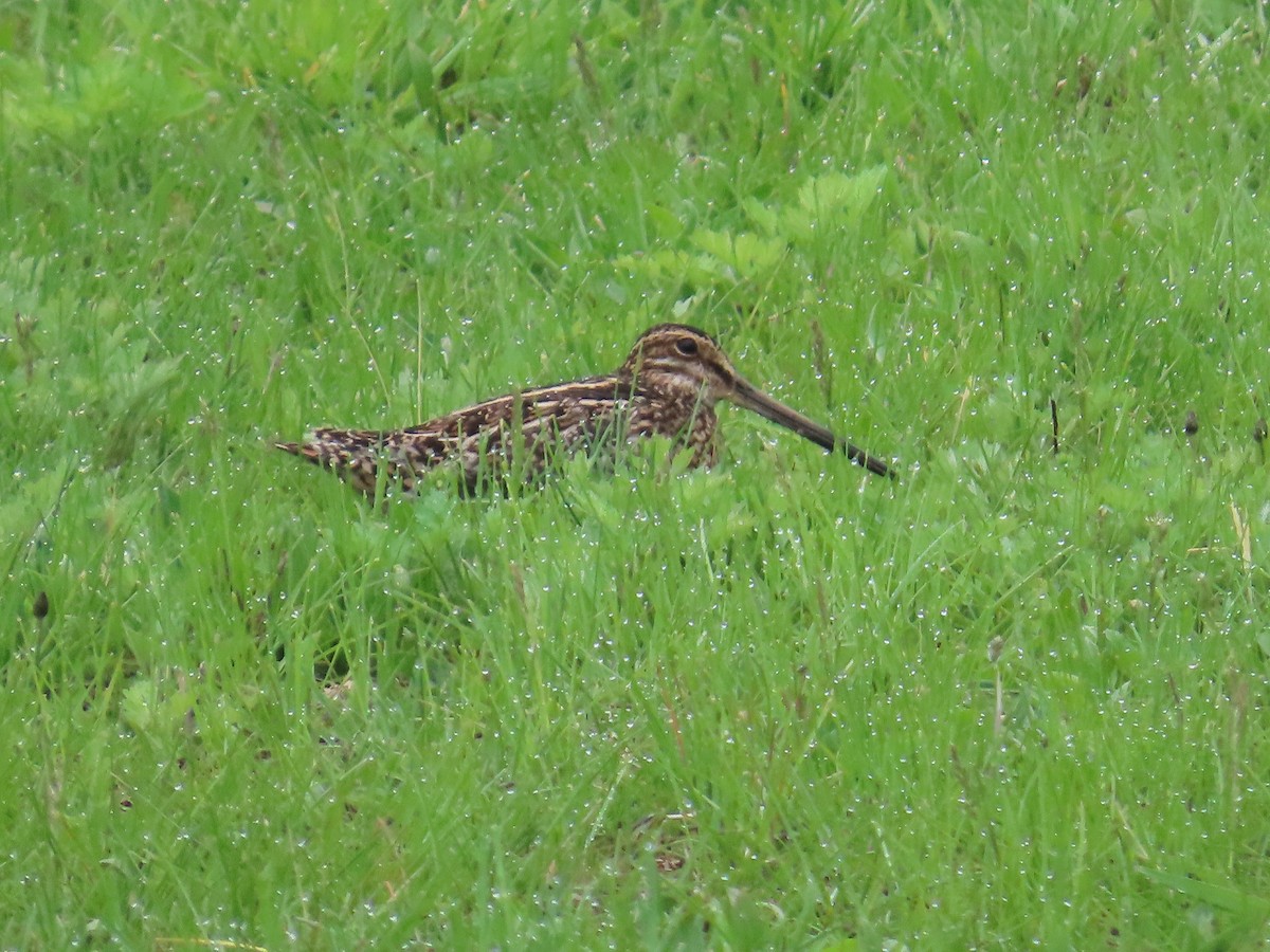 Wilson's Snipe - ML634480282