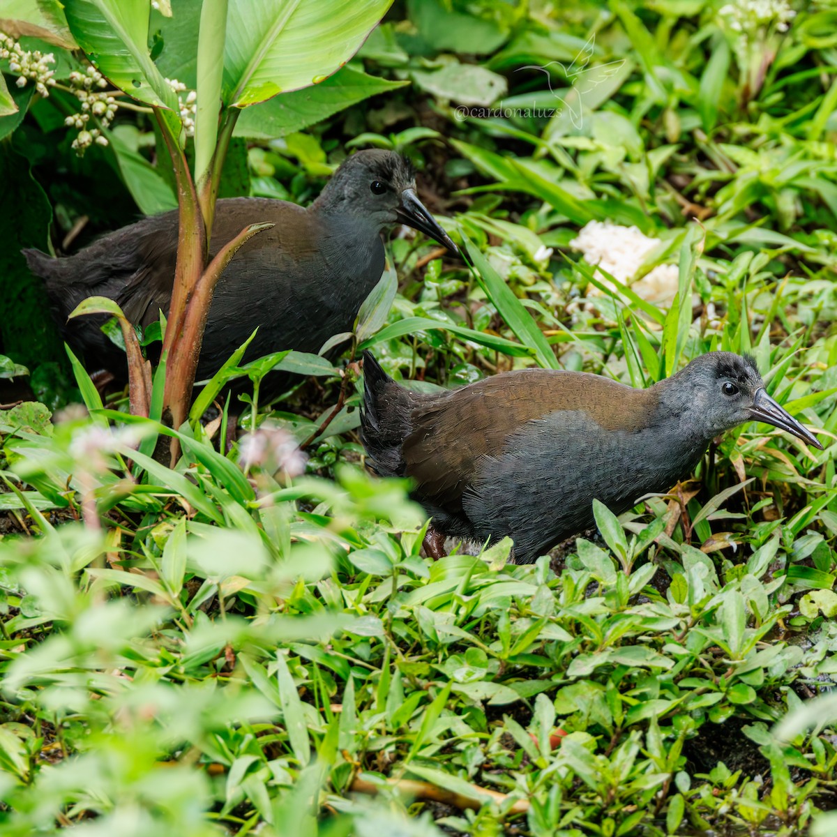 Blackish Rail - ML634480356