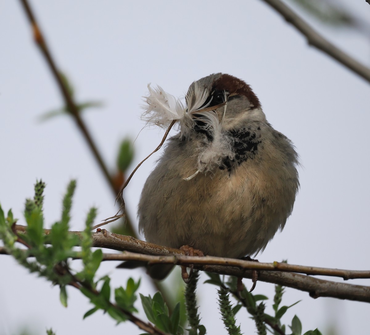 House Sparrow - ML634480419