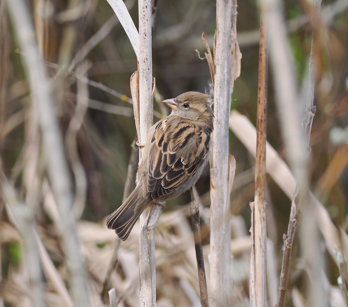 House Sparrow - ML634480432