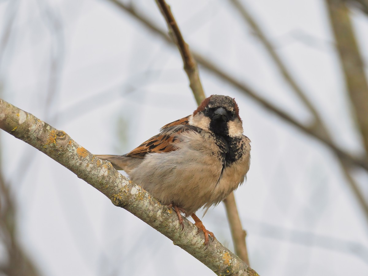 House Sparrow - ML634480451