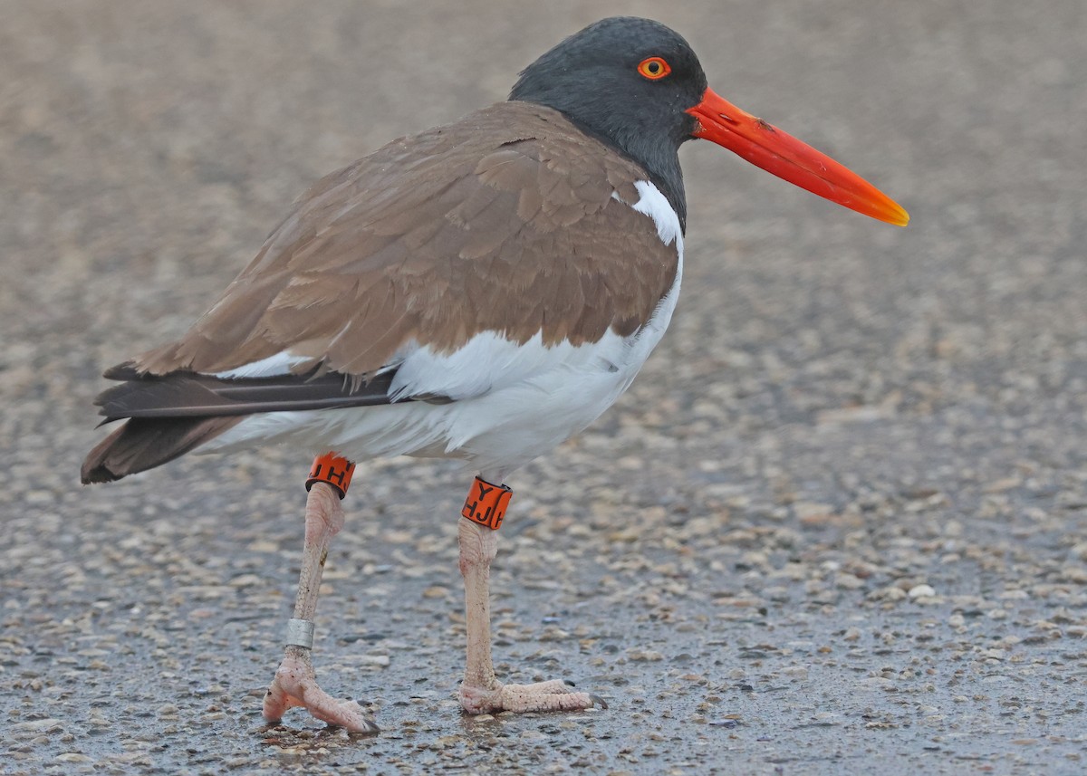 American Oystercatcher - ML634480465