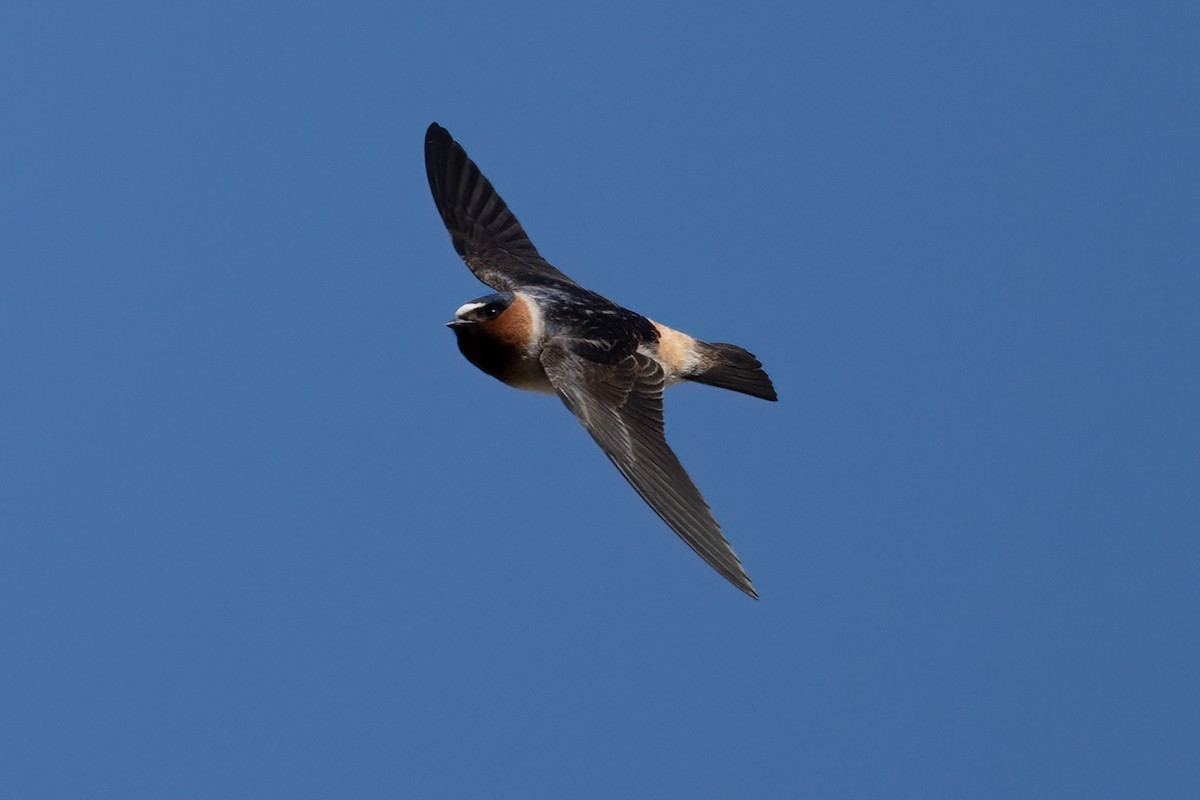 Cliff Swallow - ML634480470