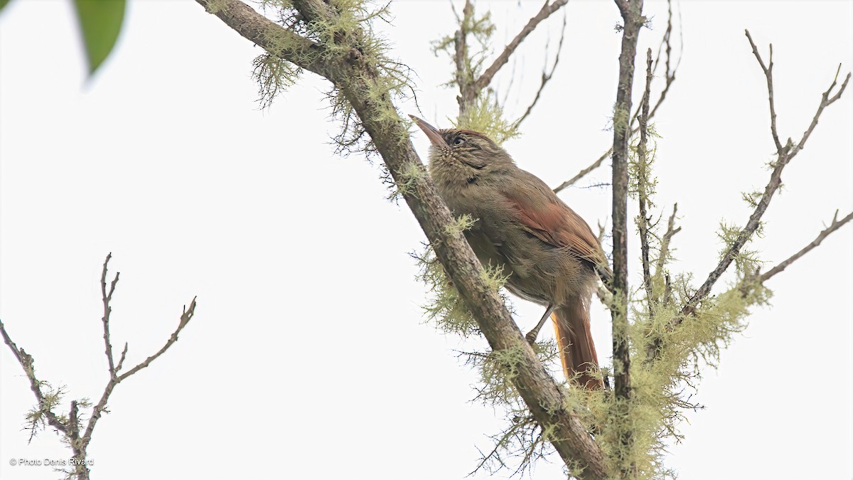 Streak-capped Spinetail - ML634480530