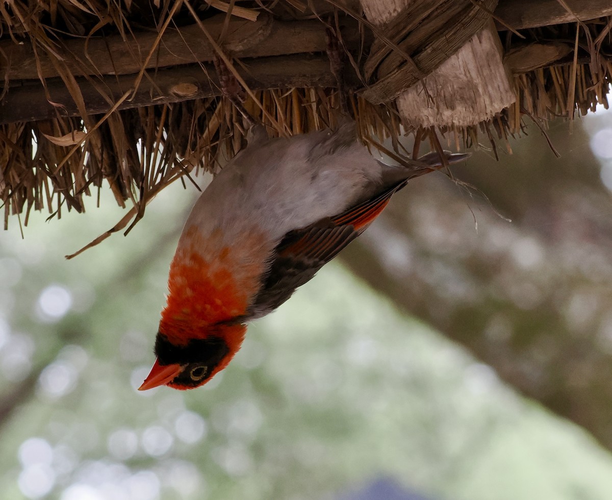 Red-headed Weaver - ML634480660