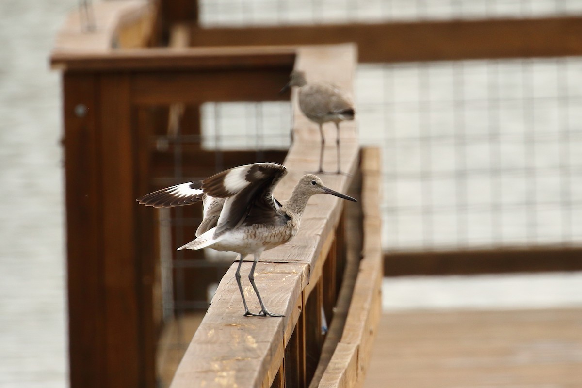 vodouš břehoušovitý - ML634480673