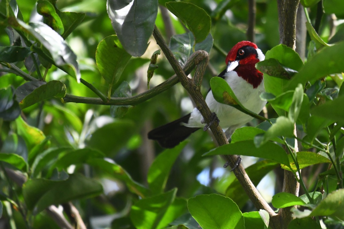 Masked Cardinal - ML634480881