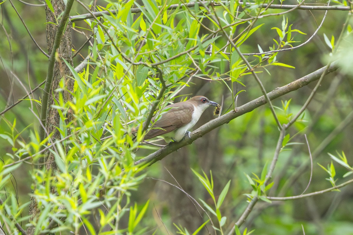 Black-billed Cuckoo - Todd Dixon