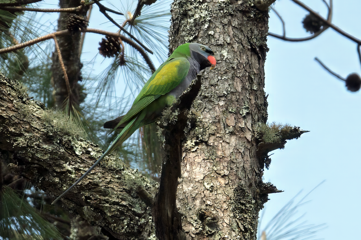 Derbyan Parakeet - ML634480945