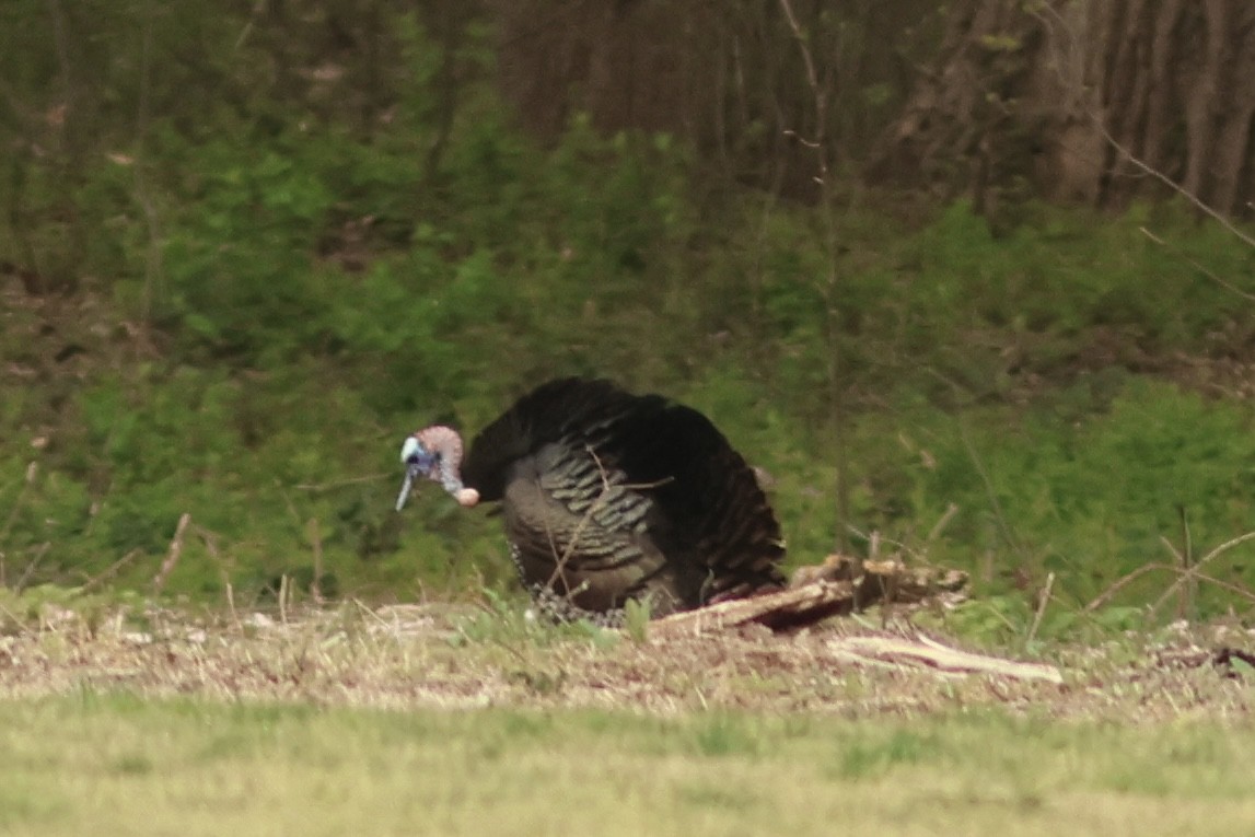 Wild Turkey - ML634480964