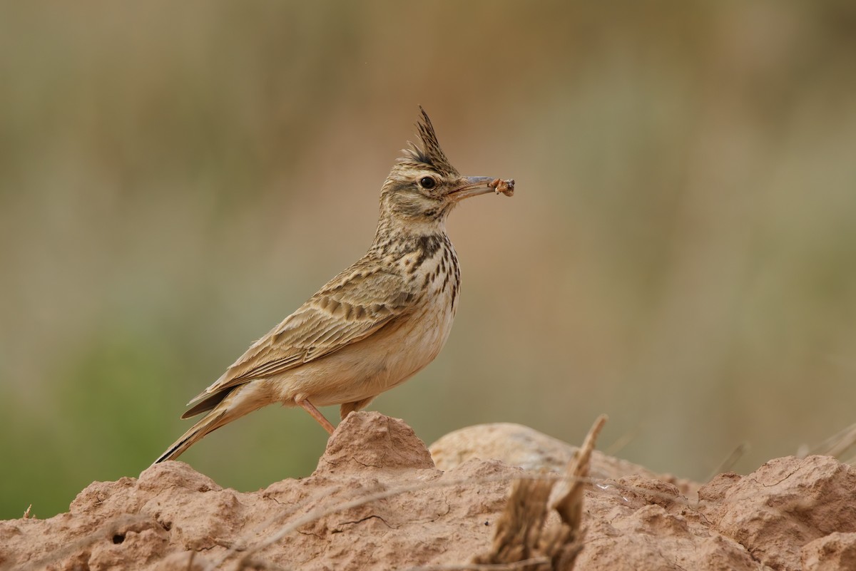 Crested Lark (Crested) - ML634481047