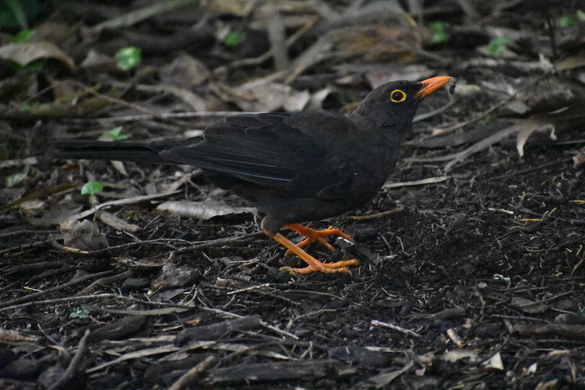 Great Thrush - ML634481075