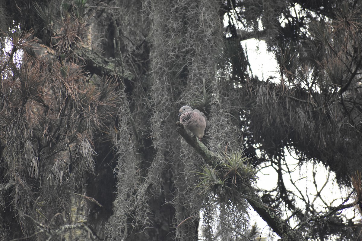 Eared Dove - ML634481105
