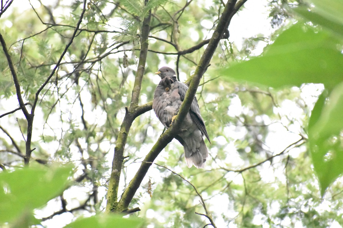 Band-tailed Pigeon - ML634481157