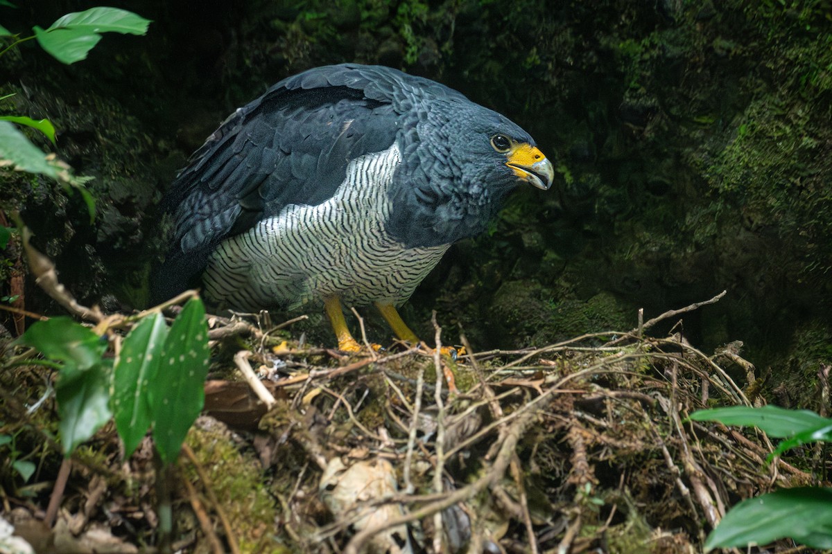 Barred Hawk - ML634481206