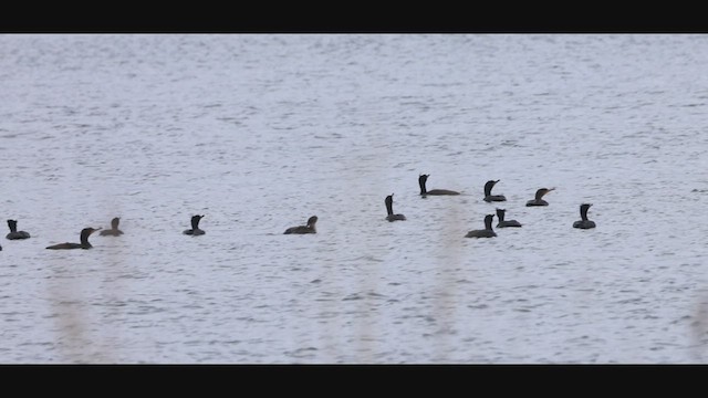 Cormorán Orejudo - ML634481227