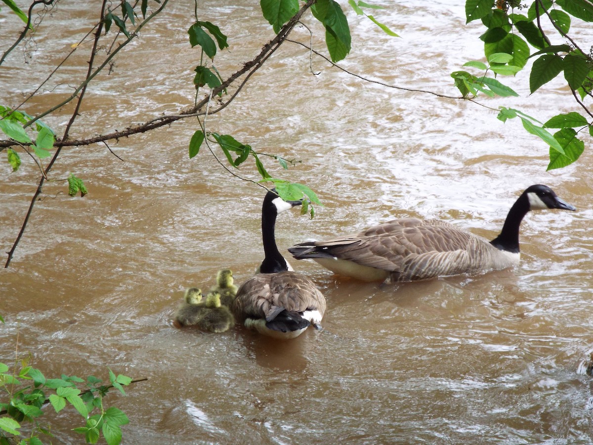 Kanadagans - ML634481240