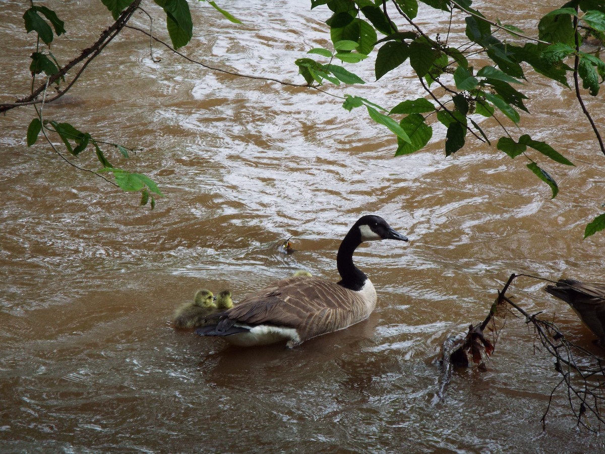 Kanadagans - ML634481241