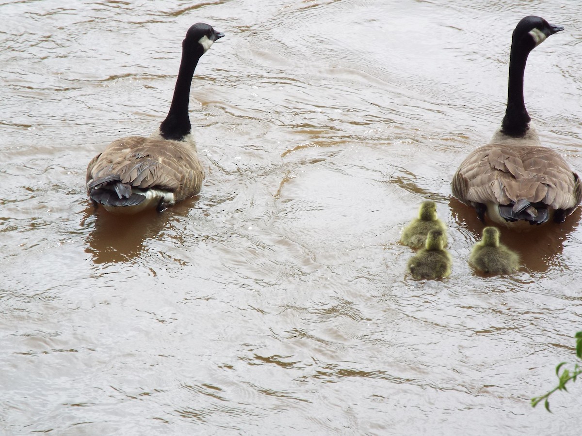 Kanadagans - ML634481242