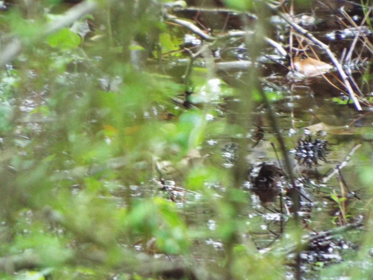 Stelzenwaldsänger - ML634481279