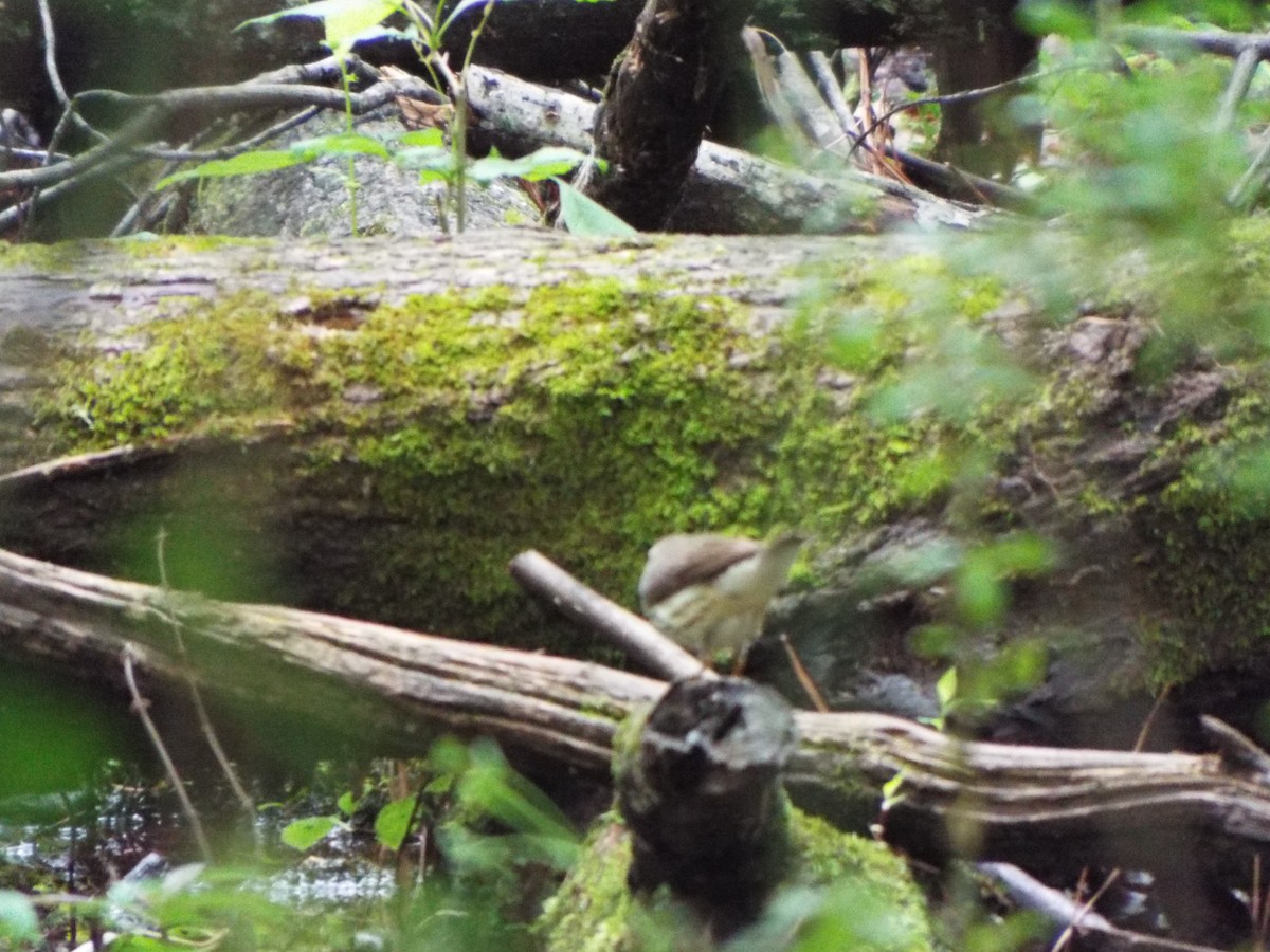 Stelzenwaldsänger - ML634481280