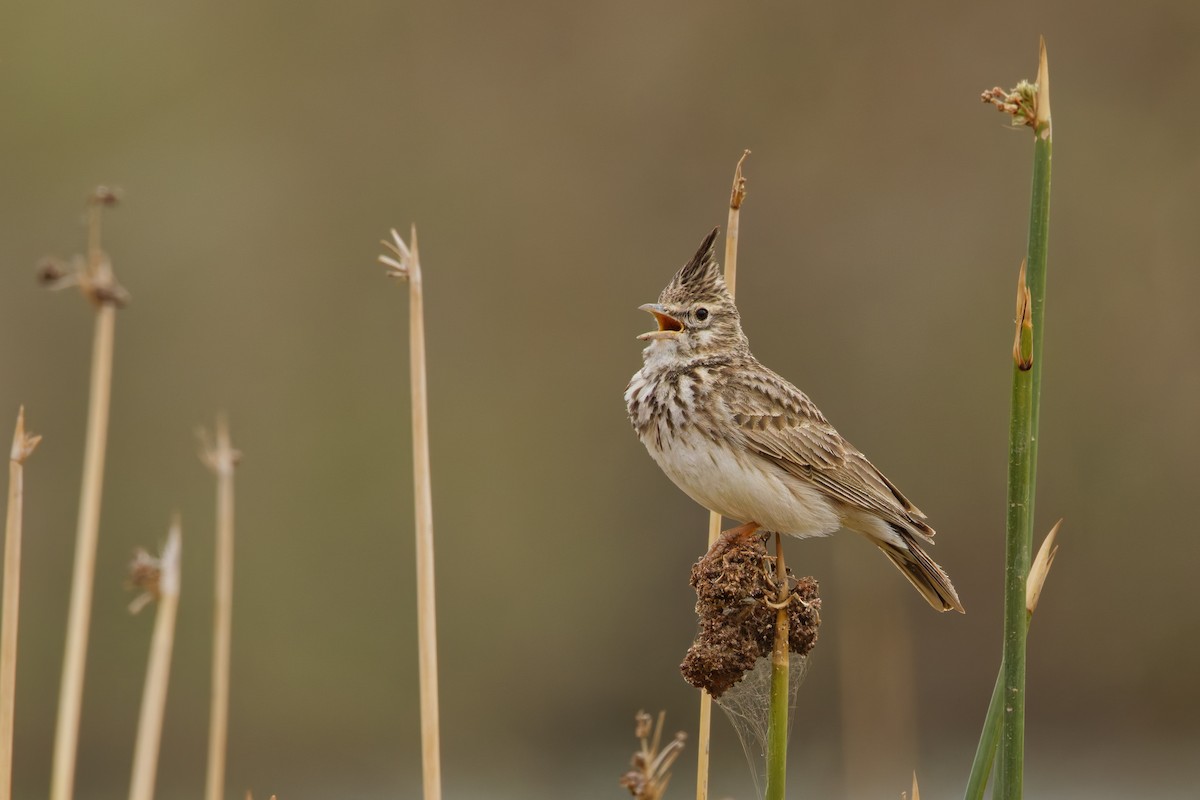 Crested Lark (Crested) - ML634481329