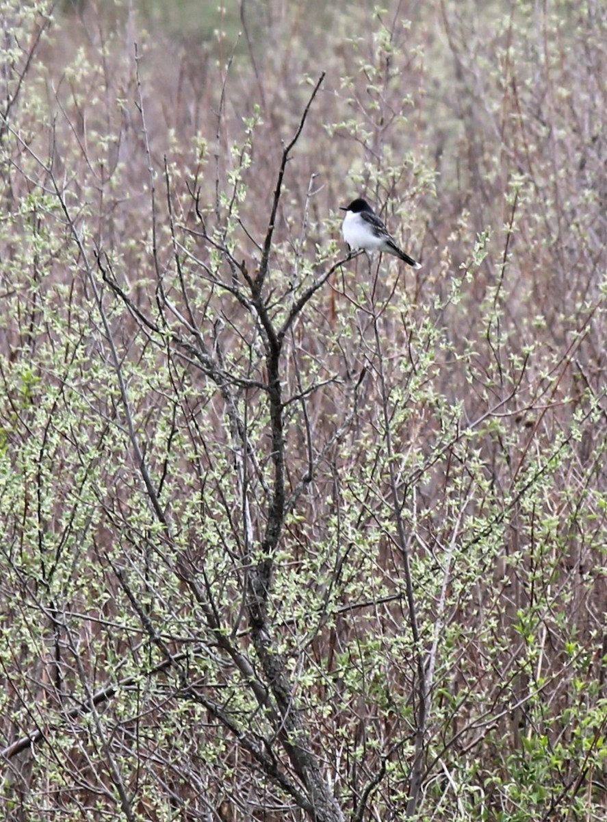 Eastern Kingbird - ML634481354