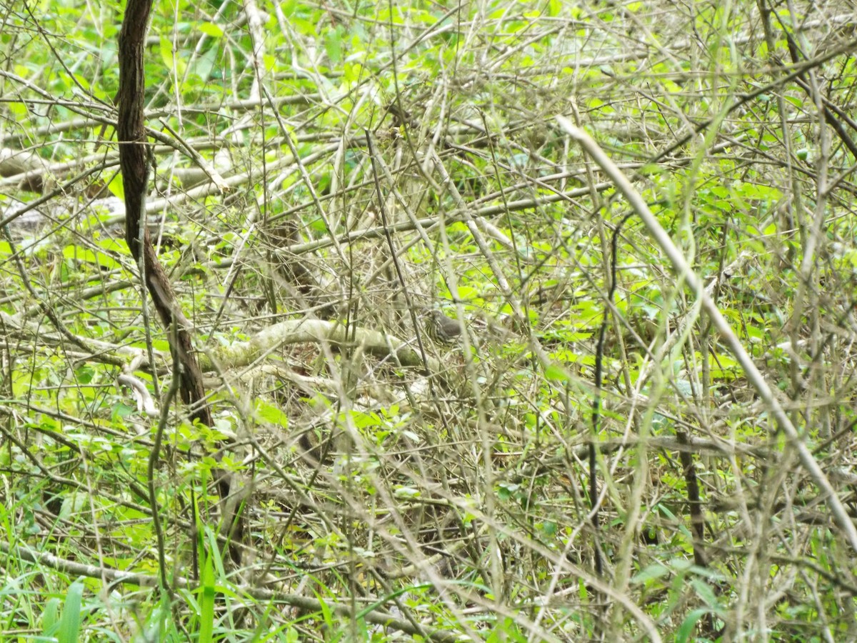 Drosselwaldsänger - ML634481362