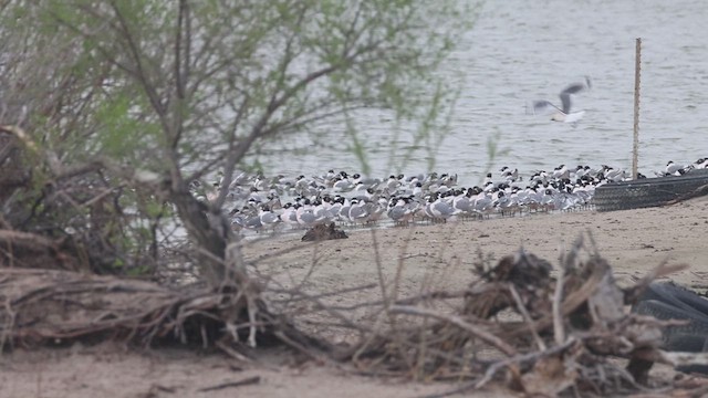 Franklin's Gull - ML634481445