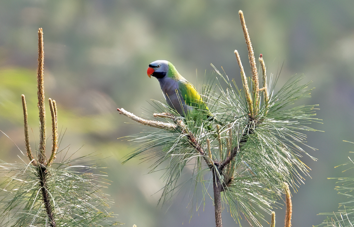 Derbyan Parakeet - ML634481453
