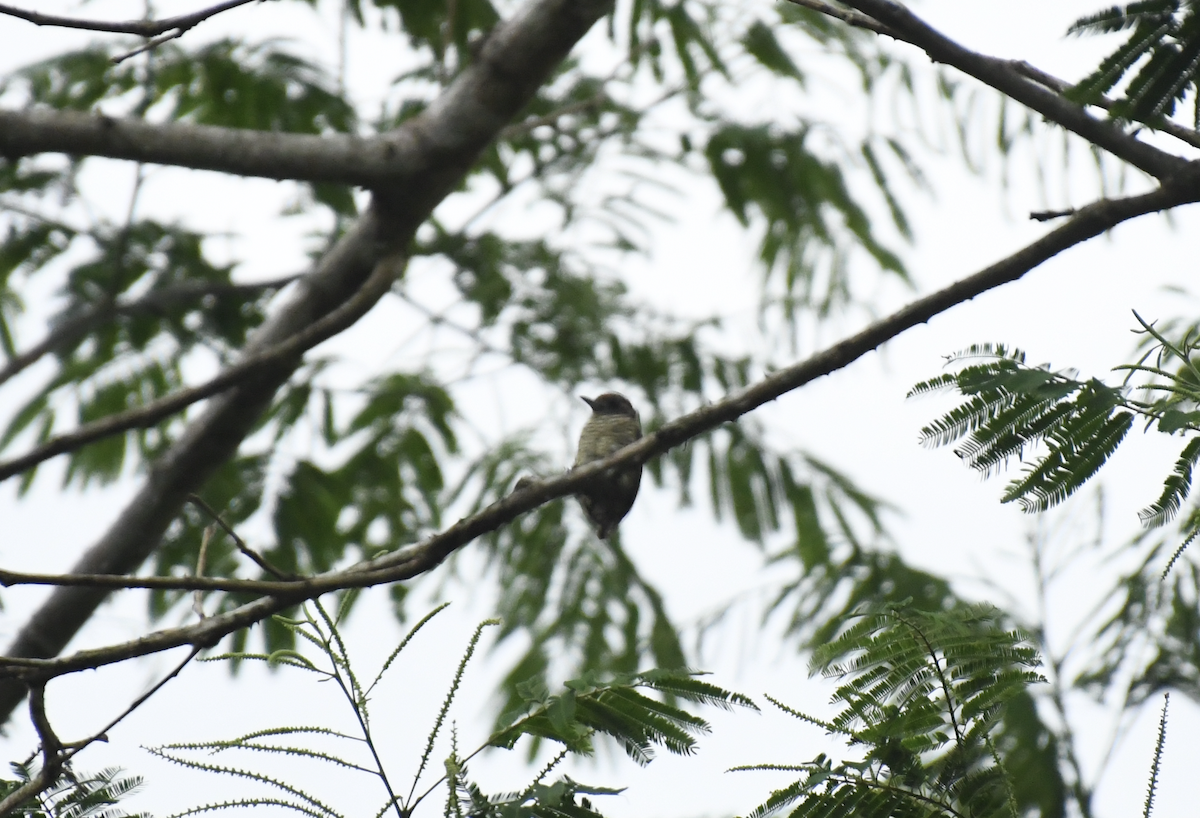 Lafresnaye's Piculet - ML634481602