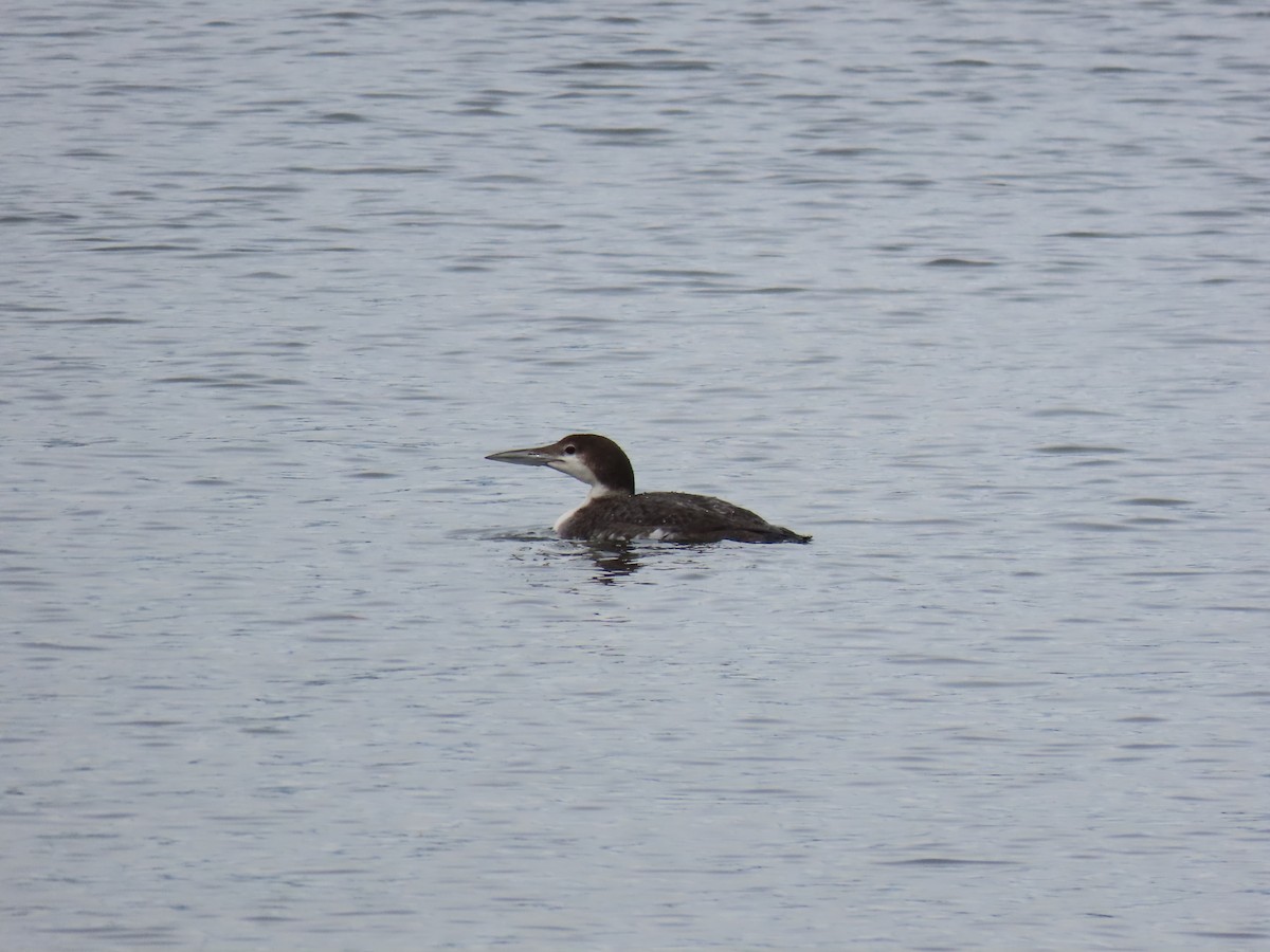 Strolaga maggiore - ML634481778