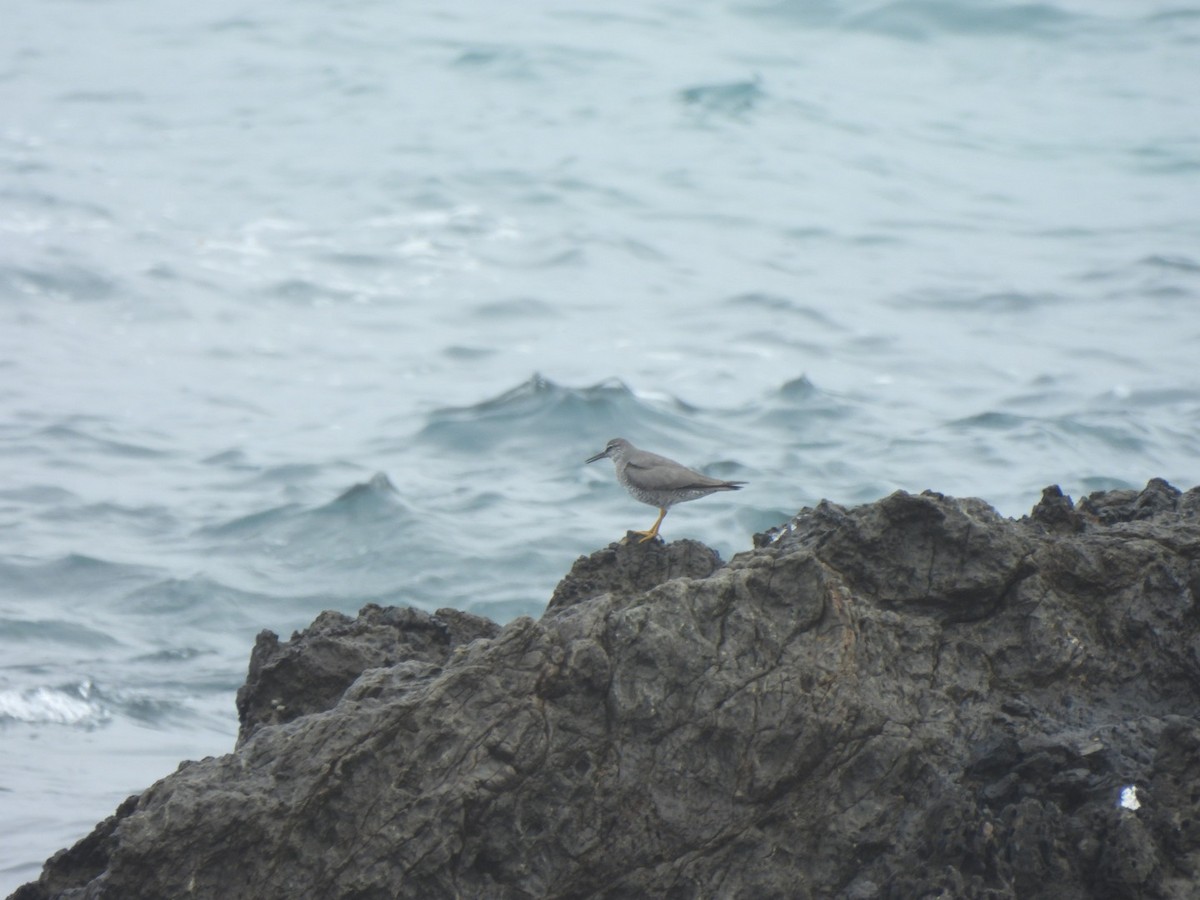 Wandering Tattler - ML634481881