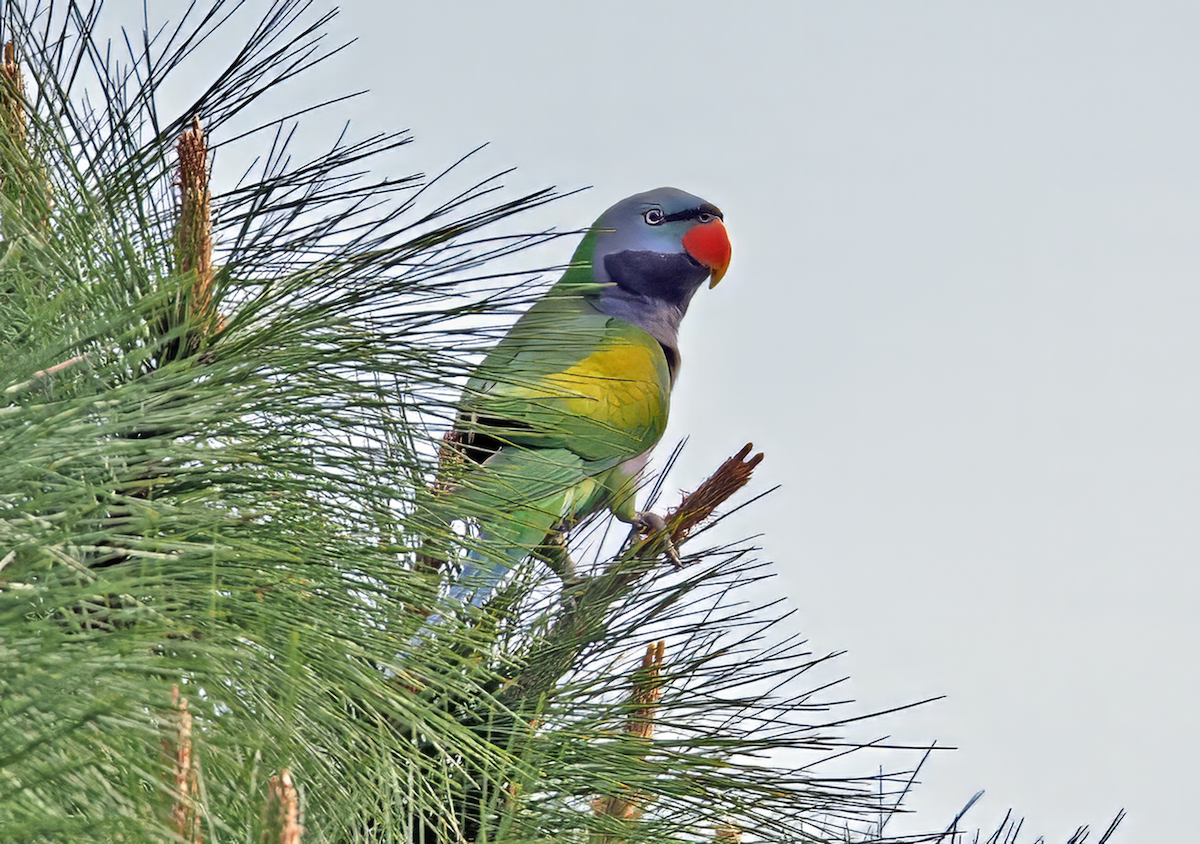 Derbyan Parakeet - ML634481885