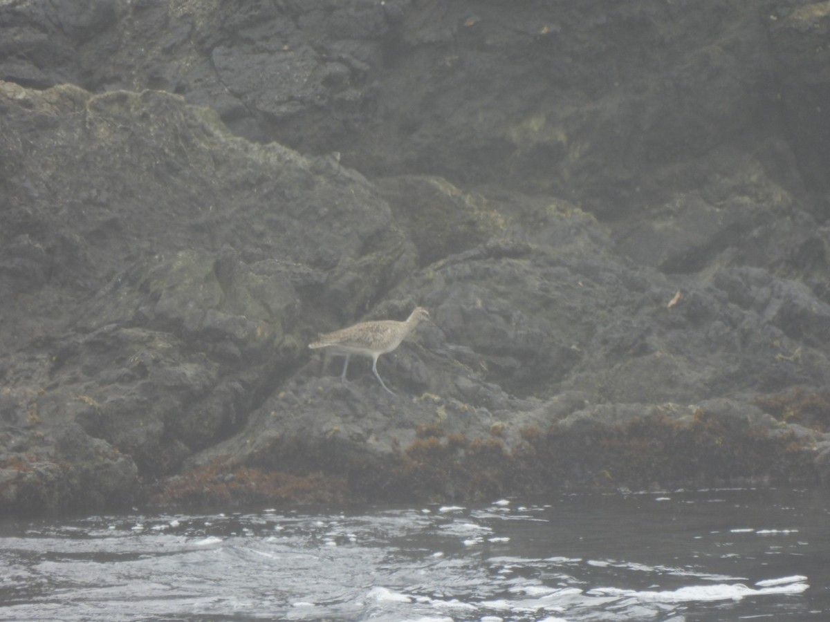 Whimbrel - ML634481900