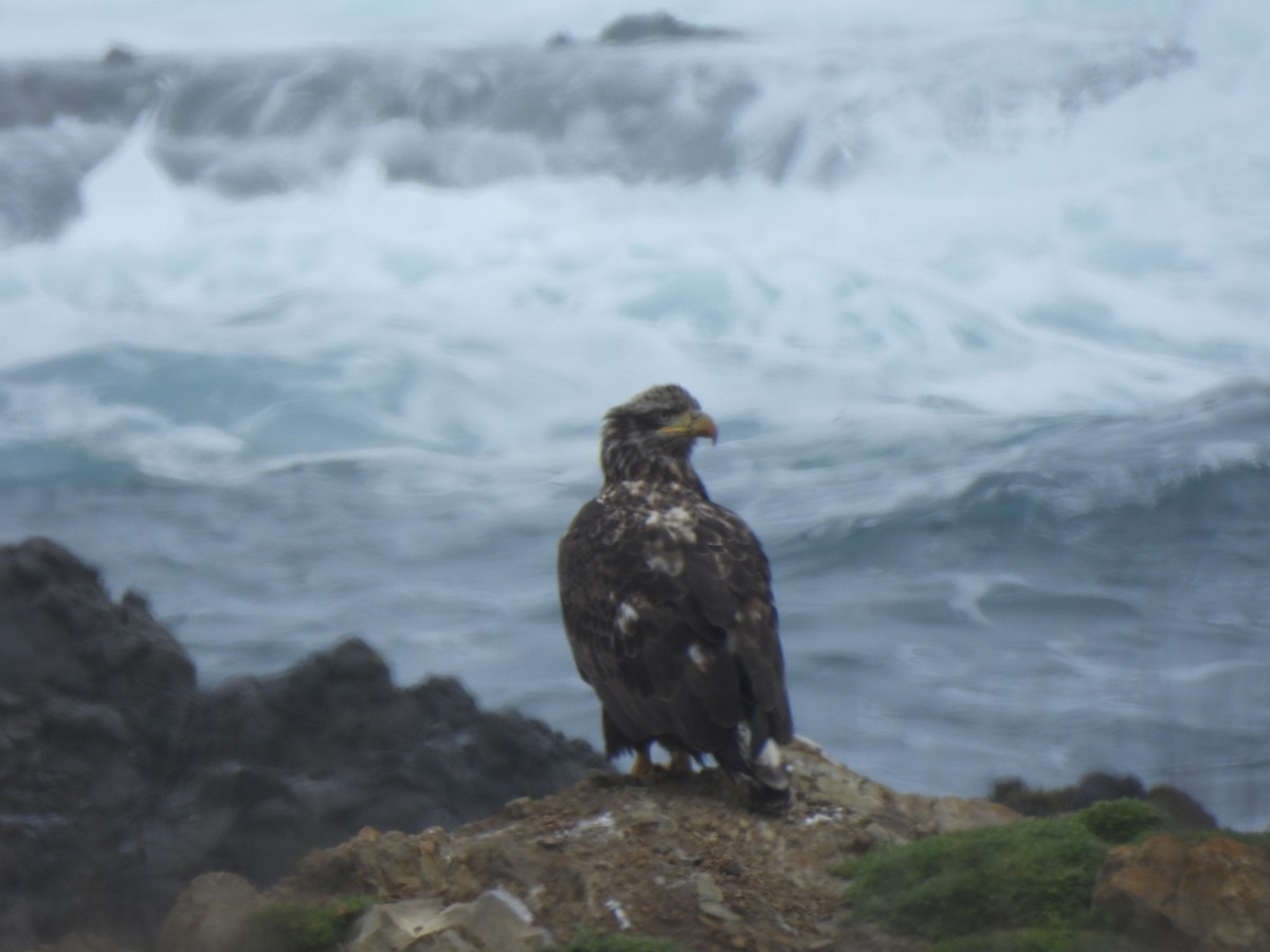 Bald Eagle - ML634481940
