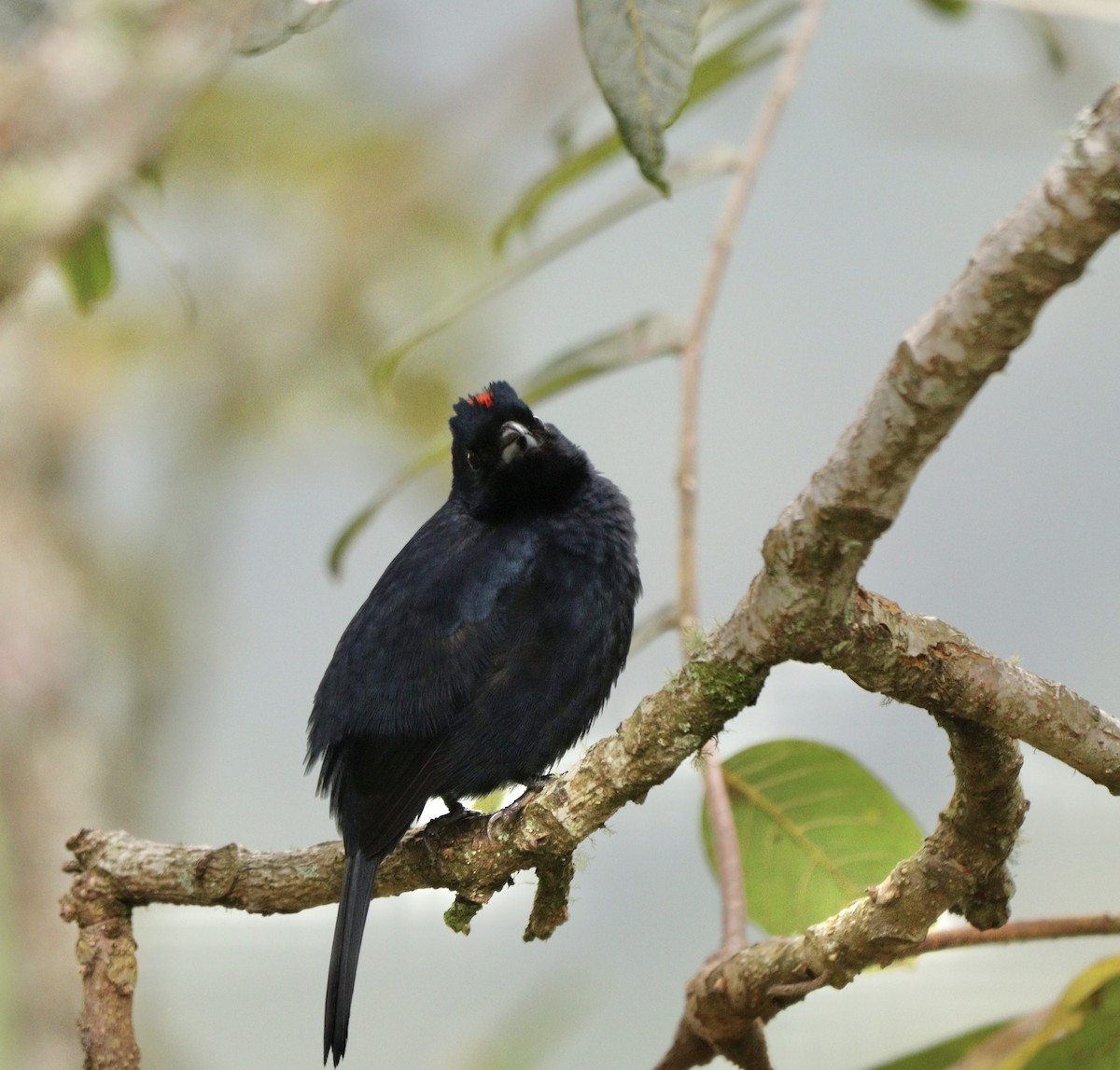 Ruby-crowned Tanager - ML634481998