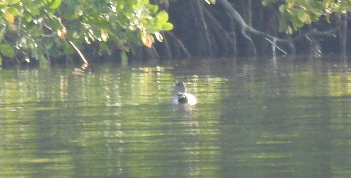 American Wigeon - ML634482080