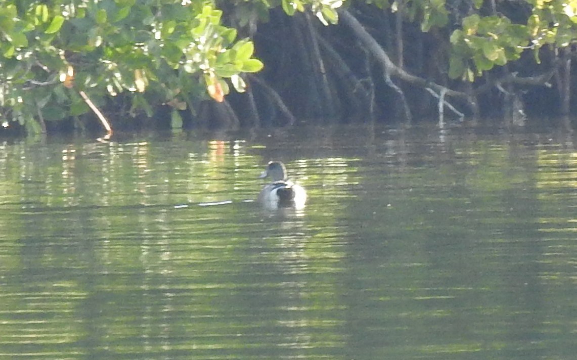 American Wigeon - ML634482084