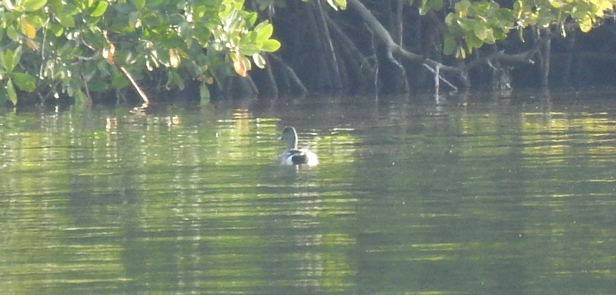 American Wigeon - ML634482093